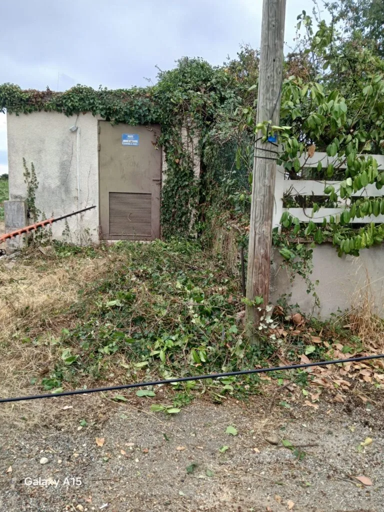 Observation d’un arbre sur site par King Élagueur près de Lyon