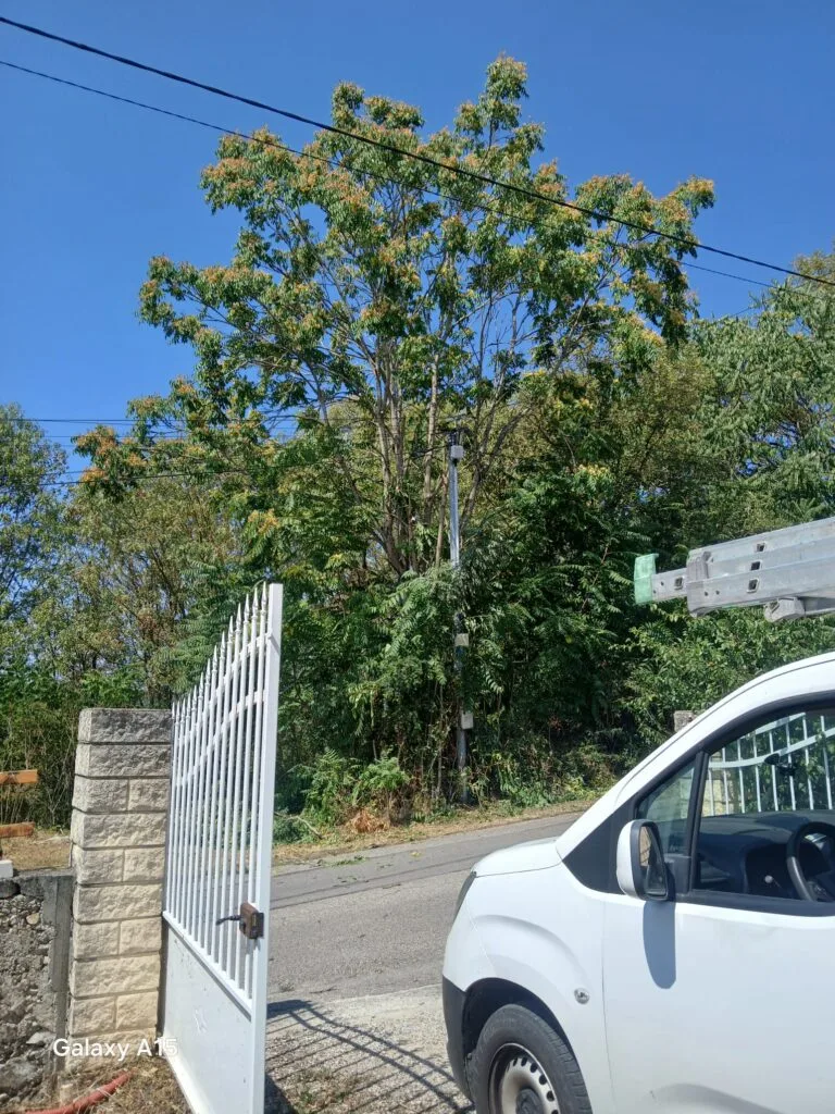 Devis d’élagage établi après visite sur place à Lyon