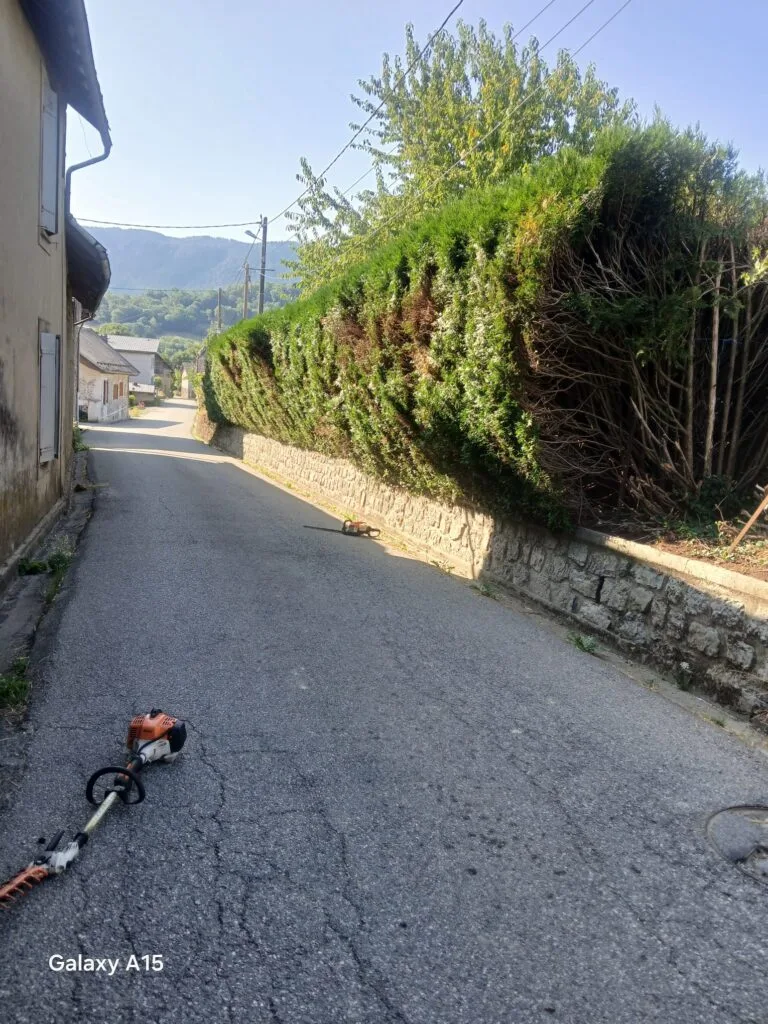 Arbre conservé après allègement par King Élagueur