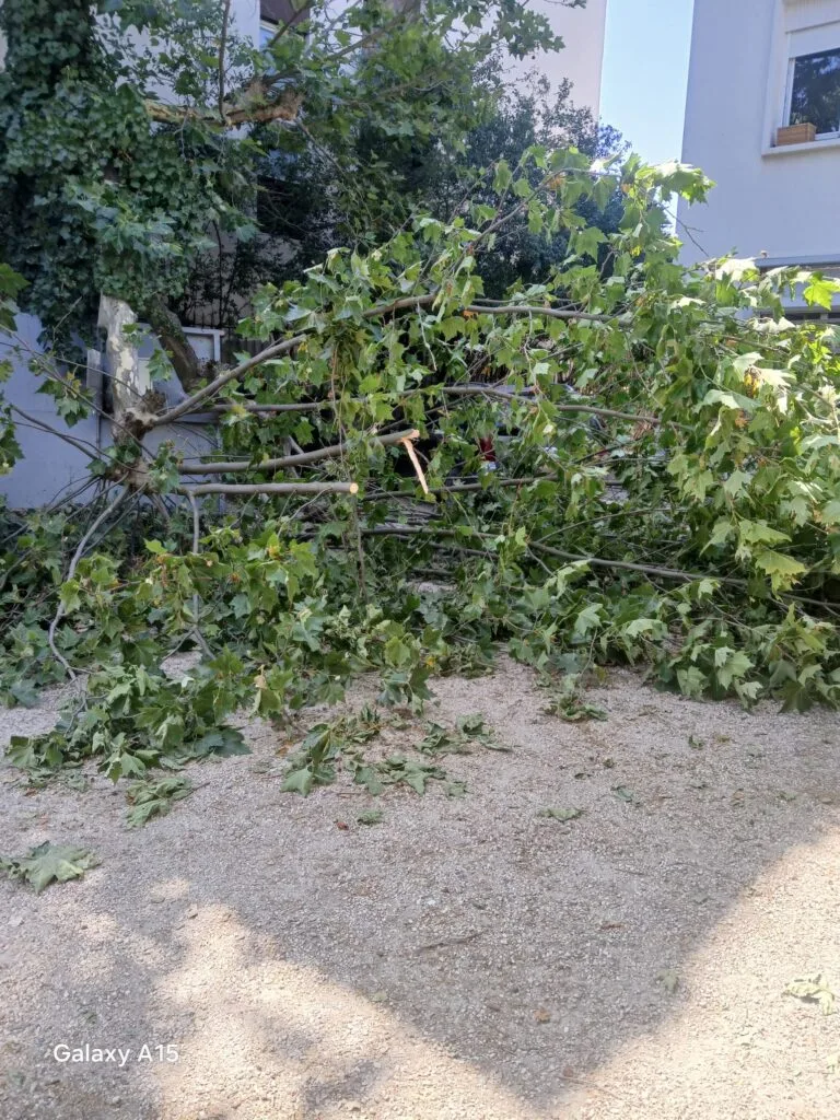 Taille de haie réalisée par King Élagueur dans la métropole de Lyon