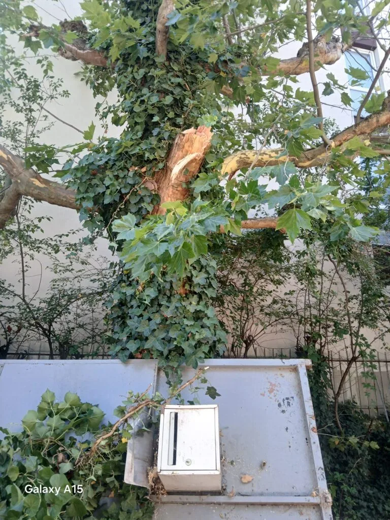 Volume de branchage produit par une taille de haie, rassemblé avant évacuation