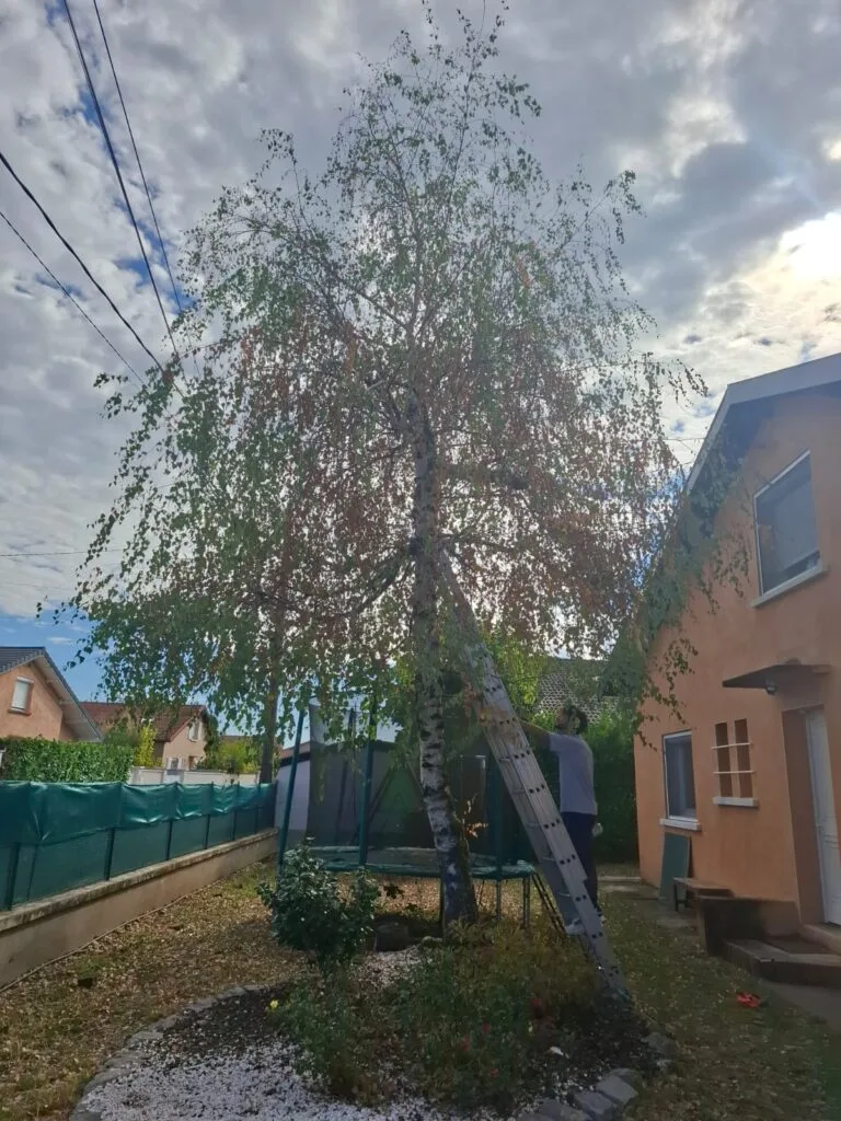 Intervention de sécurisation sur un arbre dans la métropole de Lyon